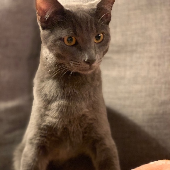 Meet your Posher, Devin - Picture 1 of 1